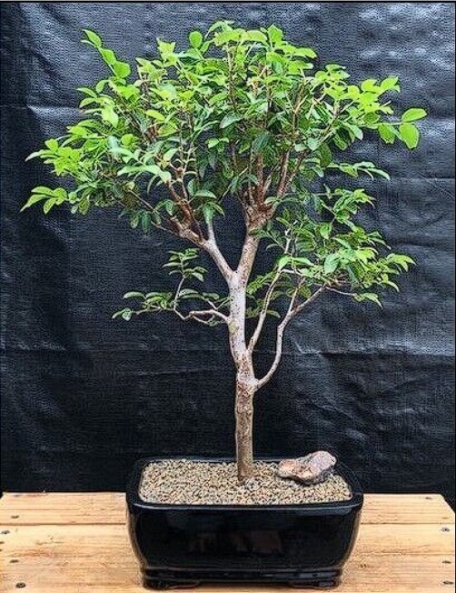 Jaboticaba Bonsai Tree Live Flowering Large Eugenia Cauliflora 15