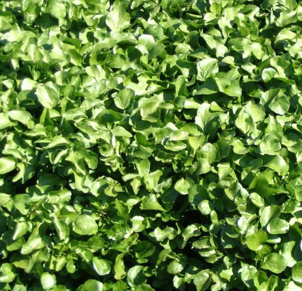Peppercress Herb Heirloom Seed - Curled Pepper Cress  Lepidium sativum - B253