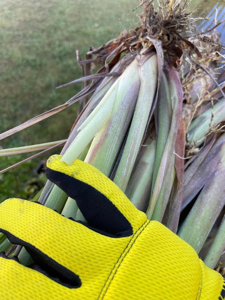 6 Live Lemongrass Stalks Plugs Live Plant 8-12