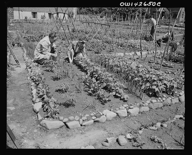 Photo:Forest Hills Queens New York 1944 Victory Gardeners Gardening