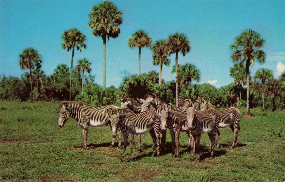 Rare Grevy Zebras at Africa-USA in Boca Raton Florida FL- Postcard