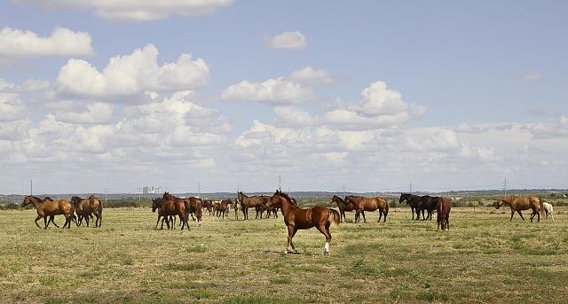 Photo:Venus Texas USA 2014 Quarter Horse Ranch Horses Romping Pasture