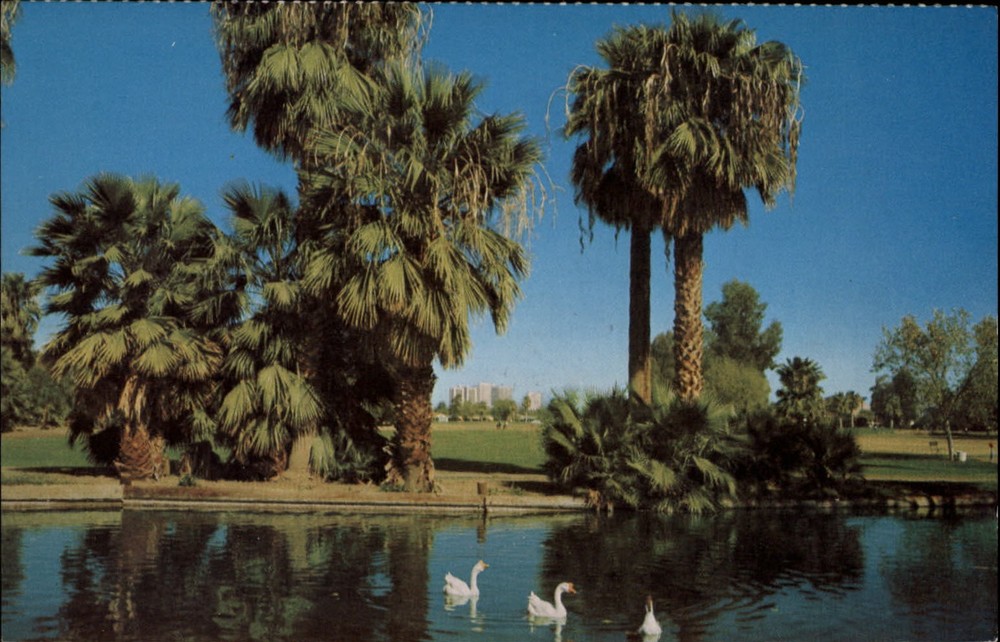 Arizona Phoenix Encanto Park swans ~ vintage postcard sku739
