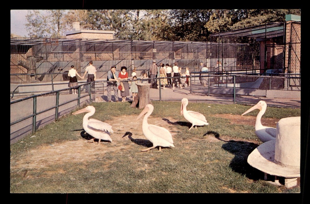 The Calgary Zoo Calgary Alberta Canada St Georges Island  Postcard Unp