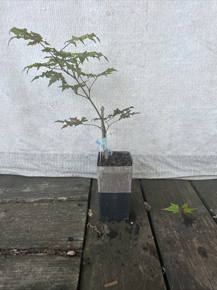 Acer Palmatum Red Sparkle Rare Japanese Maple First Yr Graft-image