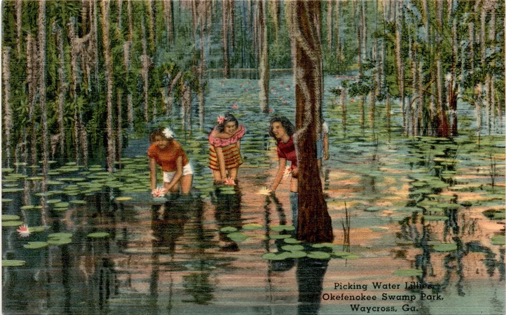 Okefenokee Swamp Park, Waycross, Ga, Great Swamp, Suwannee River Postcard