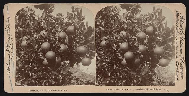 Photo:Rockledge Florida 1895 Indian River Oranges Citrus Stereograph