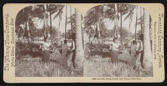 Photo:San Turce Porto Rico 1900 A Cool Sweet Drink Stereograph Palm Trees
