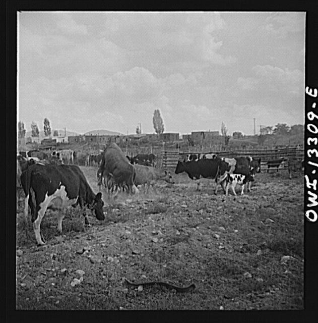 Photo:Cattle Grazing in Pasture 1900s Farm Livestock Scene