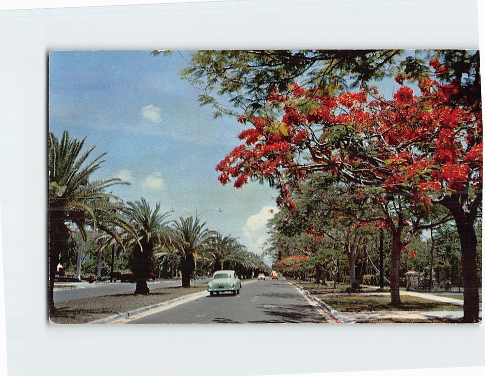 Postcard Royal Poinciana Trees Along S. Miami Avenue Miami Florida USA