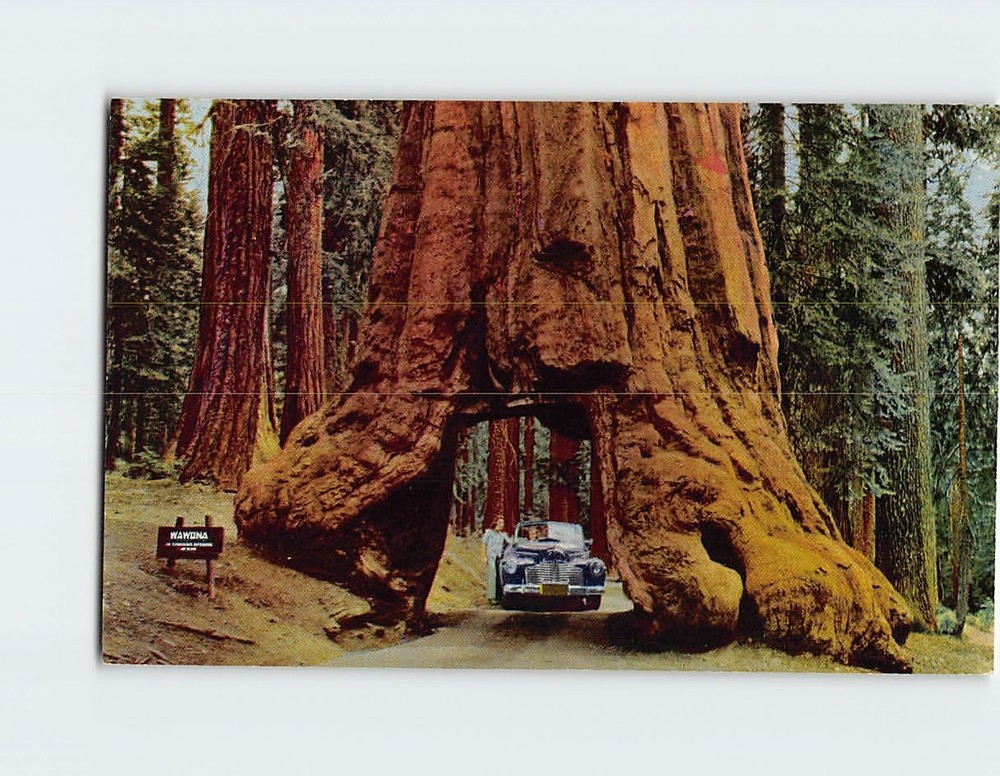 Postcard Wawona Tunnel Tree Yosemite National Park California USA