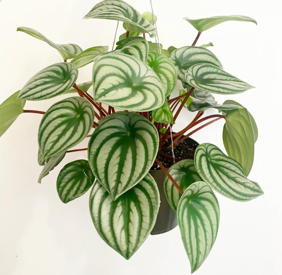 Peperomia Watermelon Plant in 4