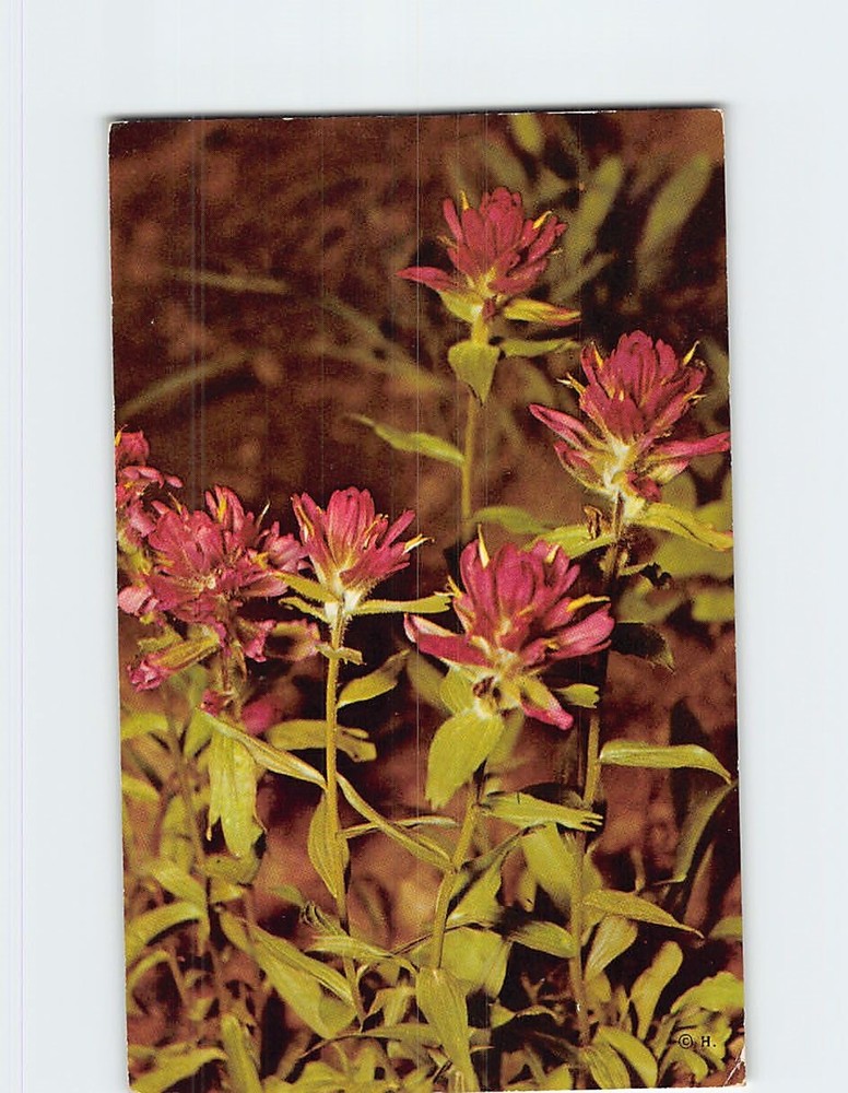 Postcard Indian Paintbrush Yellowstone National Park Wyoming State Flower