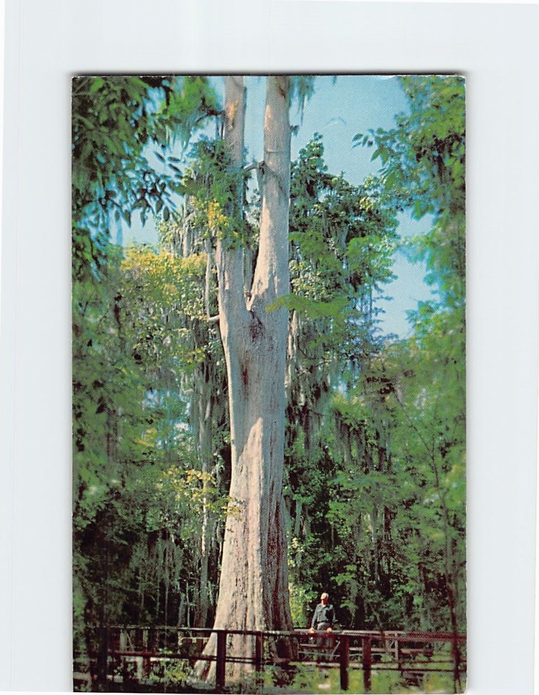 Postcard Cypress Tree at The Great Masterpiece Lake Wales Florida USA