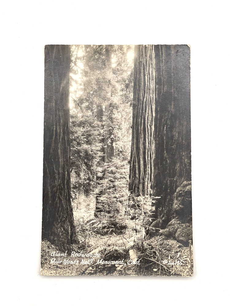 Postcard RPPC Giant Redwoods Muir Woods National Monument California