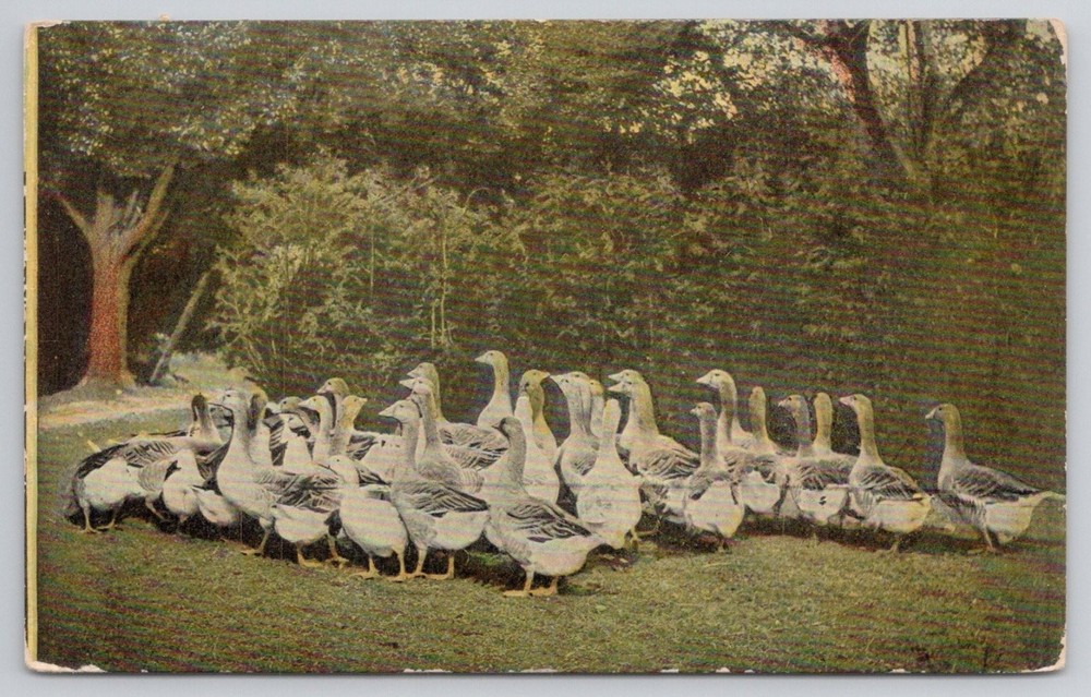 Vintage Postcard Geese Flock Farm Animals Nature Art Divided Back