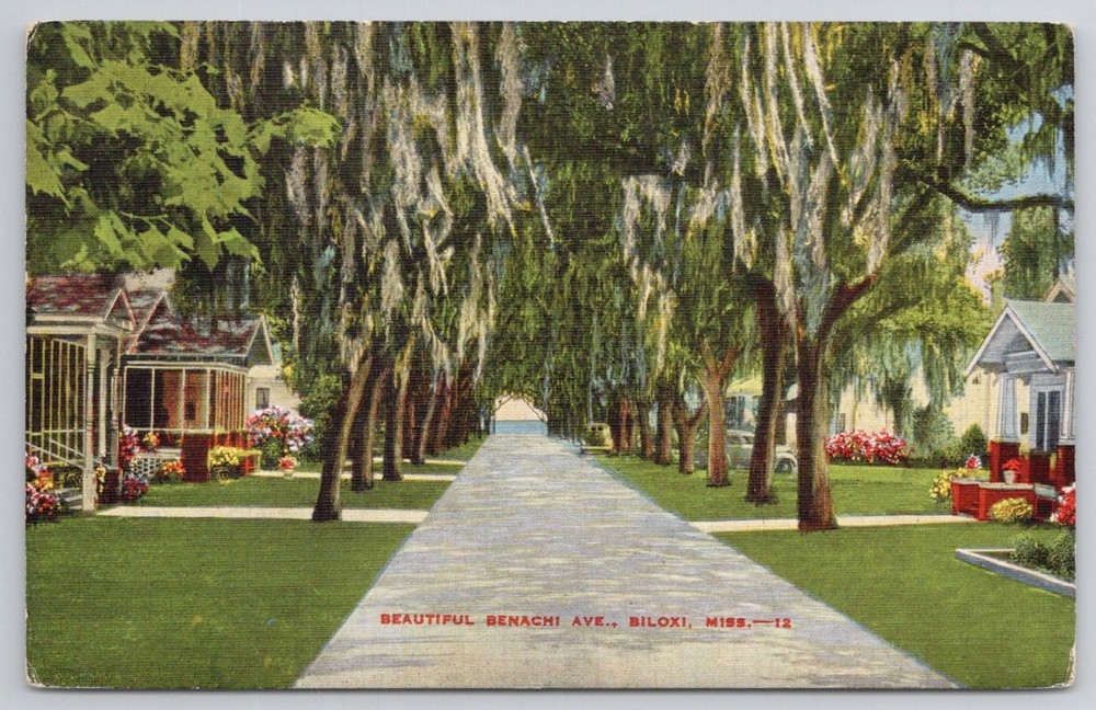 Benachi Ave Biloxi Mississippi Spanish Moss Tree Lined Linen Postcard