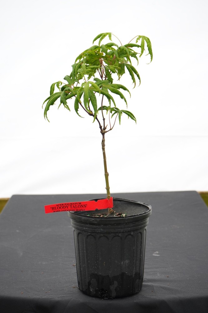 Acer palmatum 'Bloody Talons' Japanese Maple 1 gallon-image