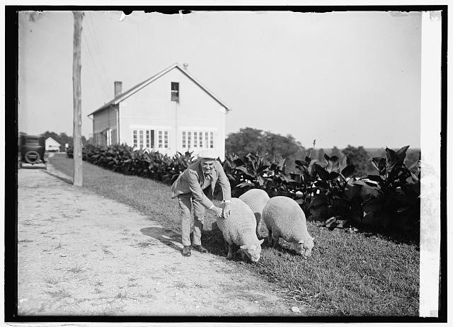Photo:Beltsville Md Sec Wallace 1924 Southdown Sheep Farm