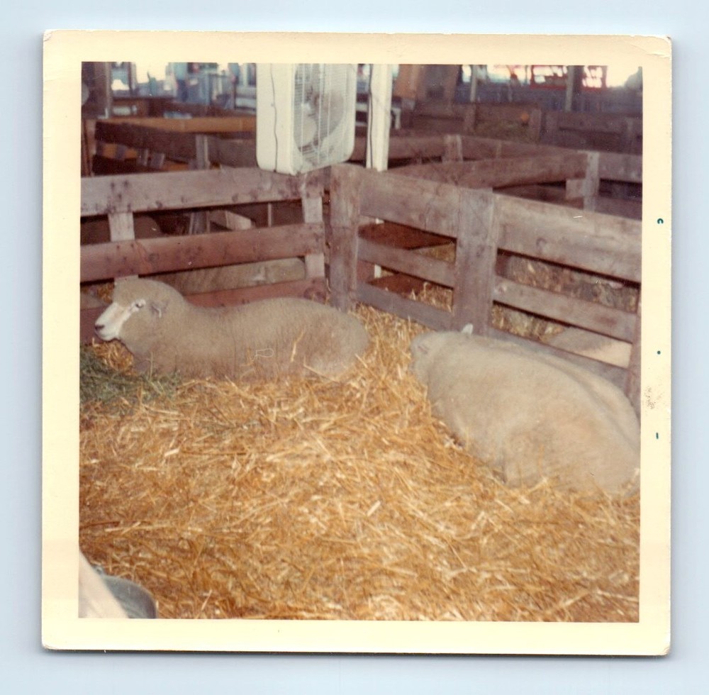 Old Vintage Square Color Photo SHEEP RESTING IN PEN SNAPSHOT PHOTOGRAPH PIC