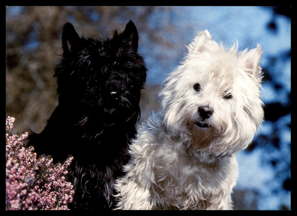 Postcard Black and White Terrier Dogs Relaxing Outdoors