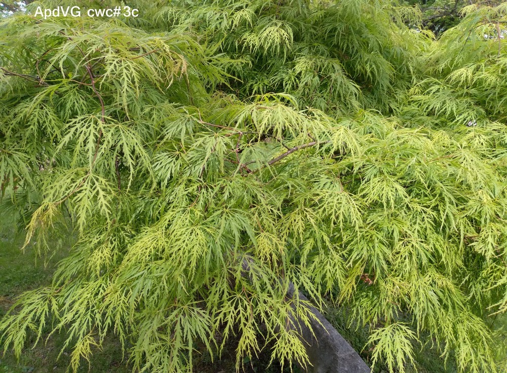 Japanese Maple Weeping Green Laceleaf Acer palmatum dissectum Viridis 15 seeds-image