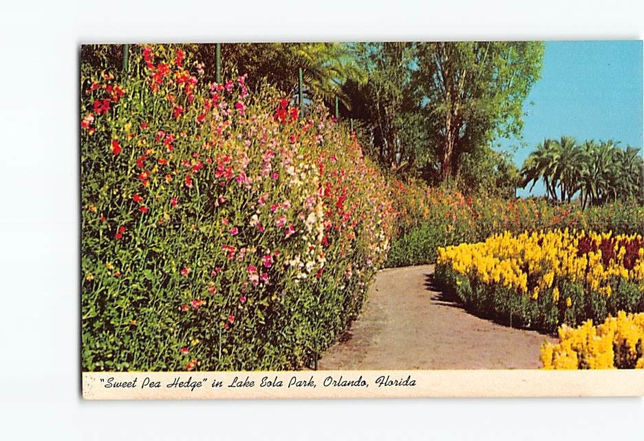 Postcard Sweet Pea Hedge in Lake Eola Park Orlando Florida USA