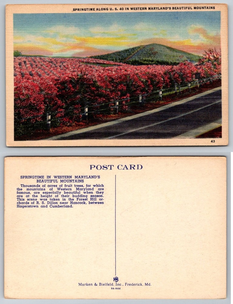 Vintage Linen Postcard US 40 Springtime Forest Hill Orchards Western Maryland
