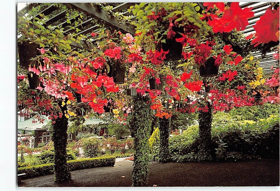 Postcard Begonia Bower Butchart Gardens Victoria BC Canada