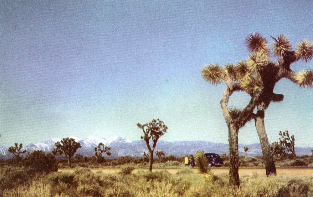 Joshua Trees, Mojave Desert, California, UNP, VG -POSTCARD