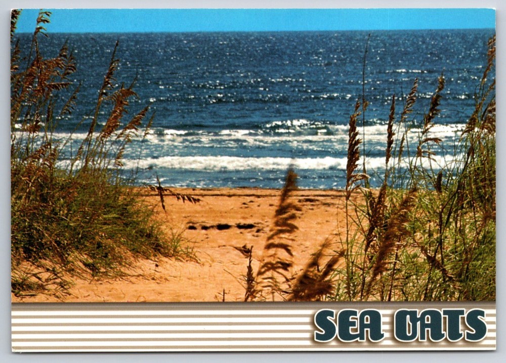 North Carolina Postcard Sea Oats Shoreline Nature Coast USA Unposted