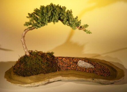 Juniper Bonsai Tree Live Procumbens Nana on Rock Slab 9in Tall Decor