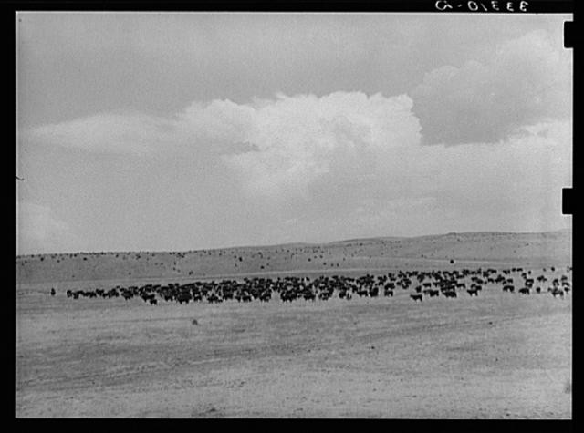 Walking X Ranch,Marfa,TX,Texas,Farm Security Administration,May 1939,FSA