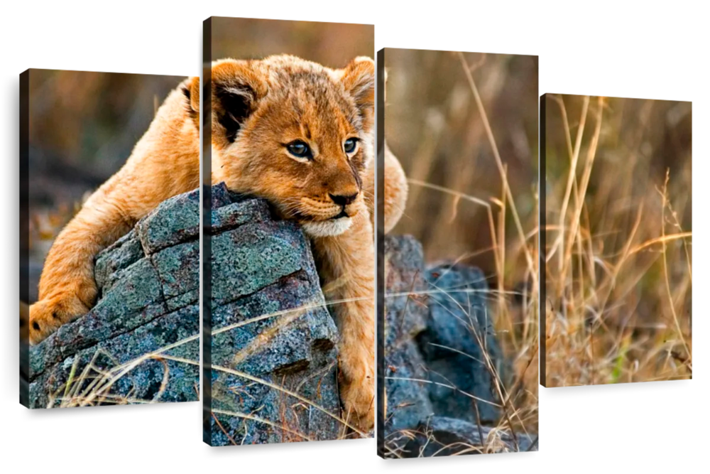 Safari Lion Cub Wall Art
