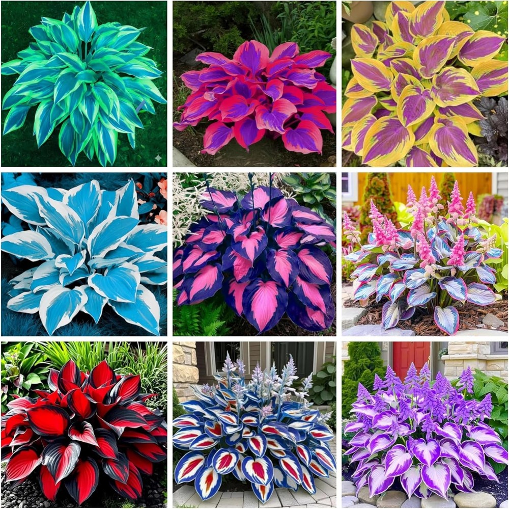 200+ Hosta Seeds Perennial for Planting Outdoor Garden