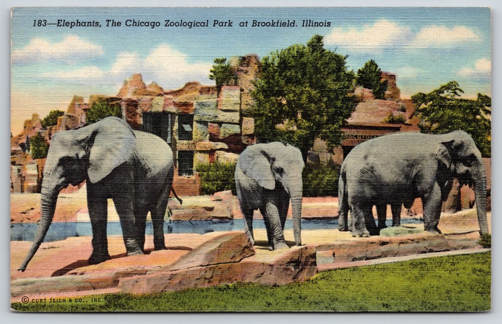 Animal~Elephants In Chicago Zoo Brookfield Illinois~Vintage Postcard