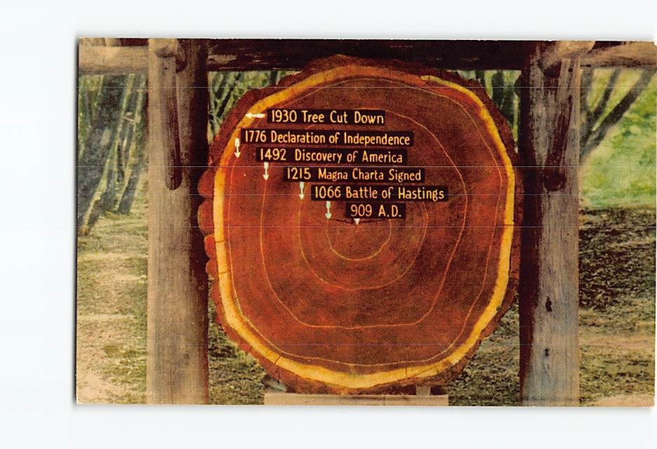 Postcard Muir Woods National Monument Mill Valley California Redwood Age USA