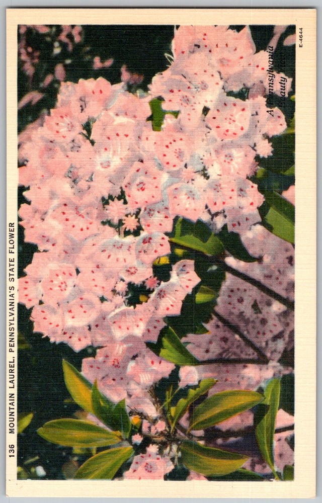 Vtg Linen Postcard Mountain Laurel Kalmia Latifolia Hershey, PA 1930s