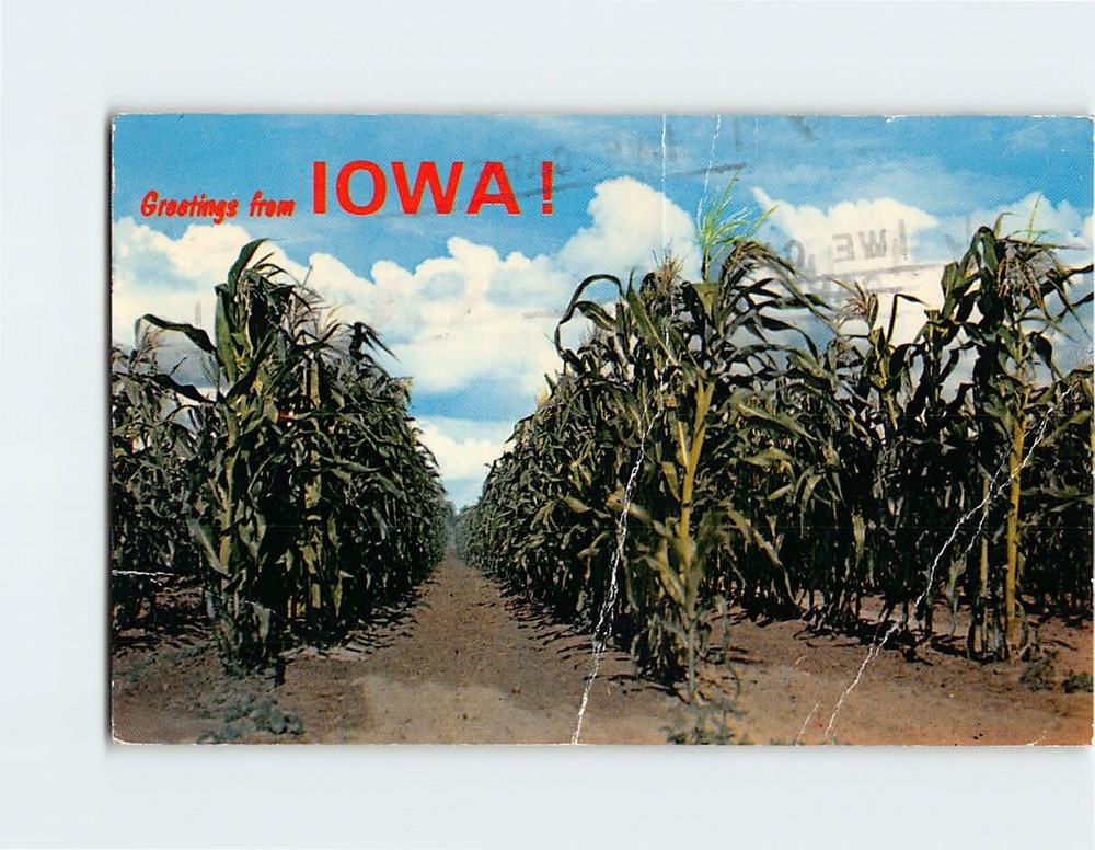 Postcard Corn Fields Greetings from Iowa USA