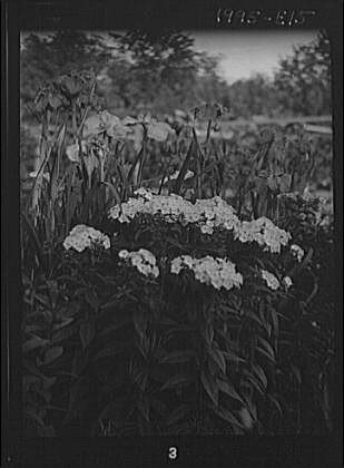Photo:Cosgrave grounds,estates,flowers,gardens,Arnold Genthe,1917