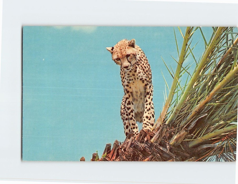 Postcard A Cheetah in the 