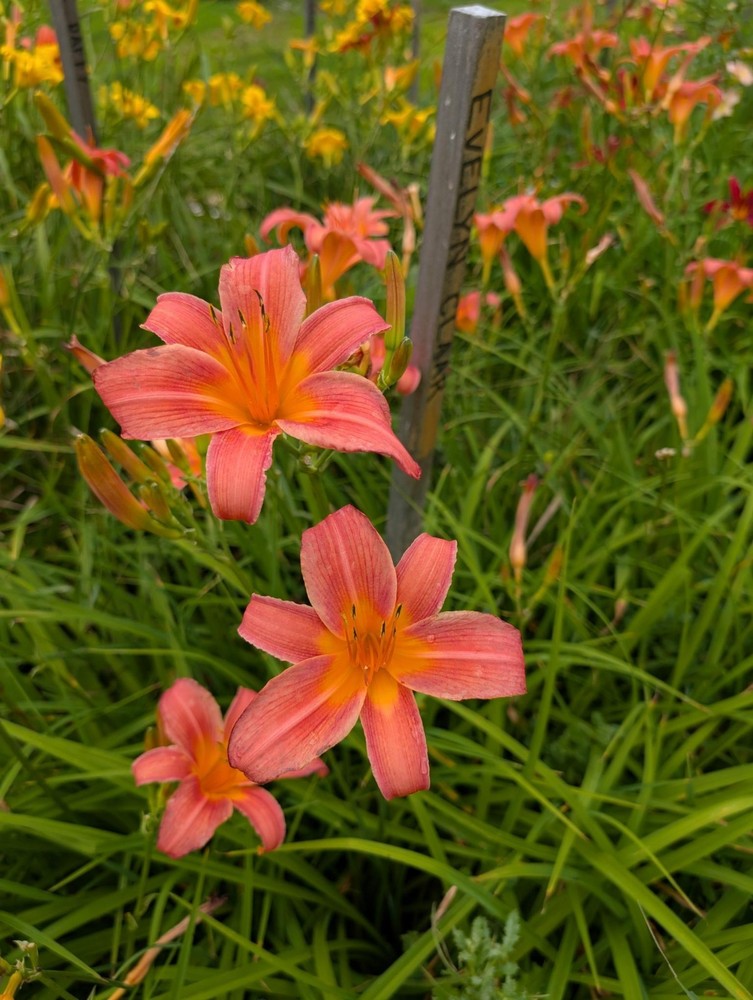 Daylily – Evelyn Claar – Peachy Pink – Heirloom Variety – 3 Fans