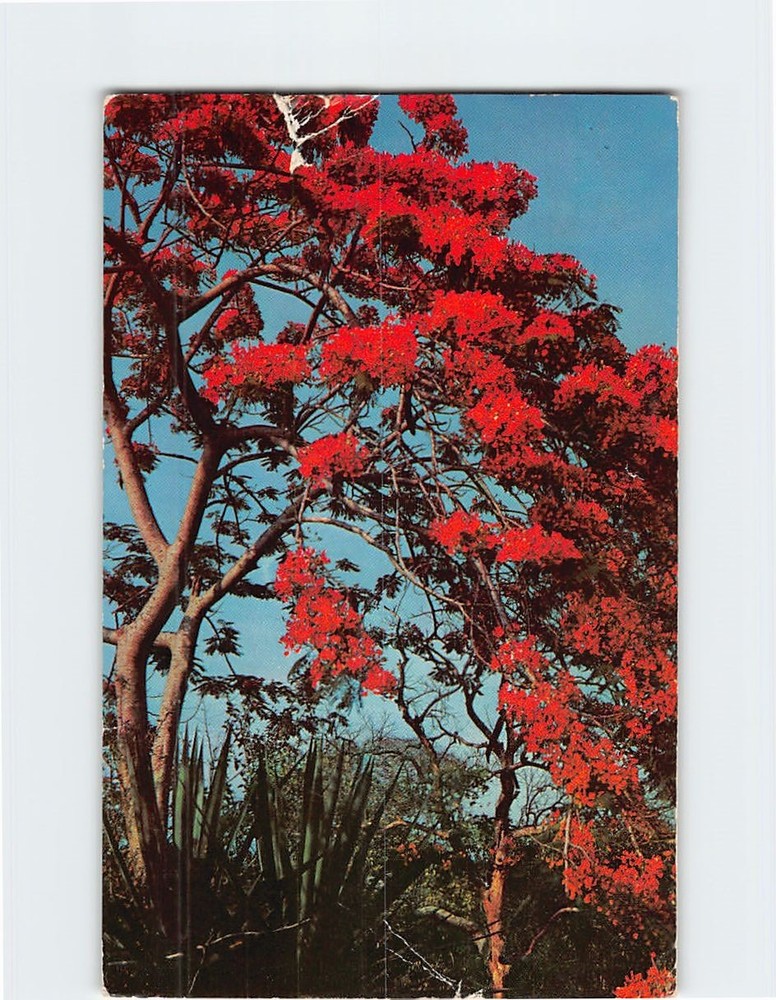 Postcard Poinciana Tree in Full Bloom Florida USA