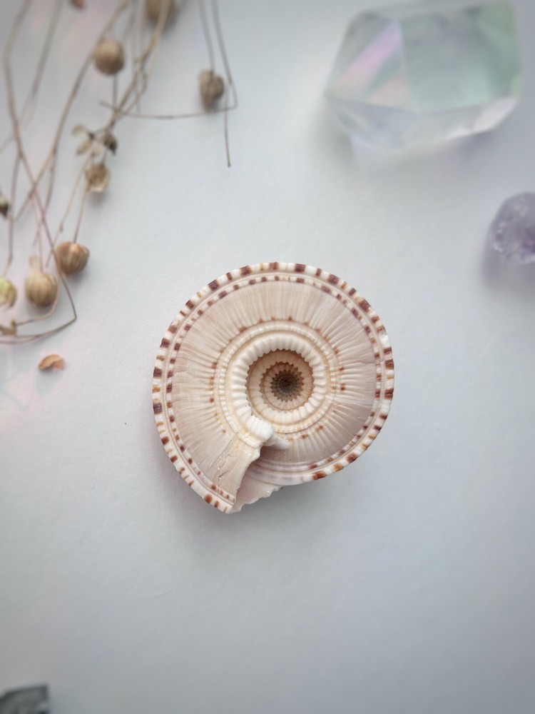 Seashell Specimen Giant Sundial Shell Architectonica maxima (1) Piece Home Decor