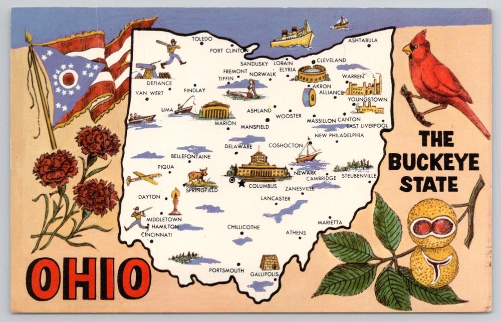 Vintage Ohio Buckeye State Map Postcard Curteichchrom Cardinal Buckeye Nuts Flag