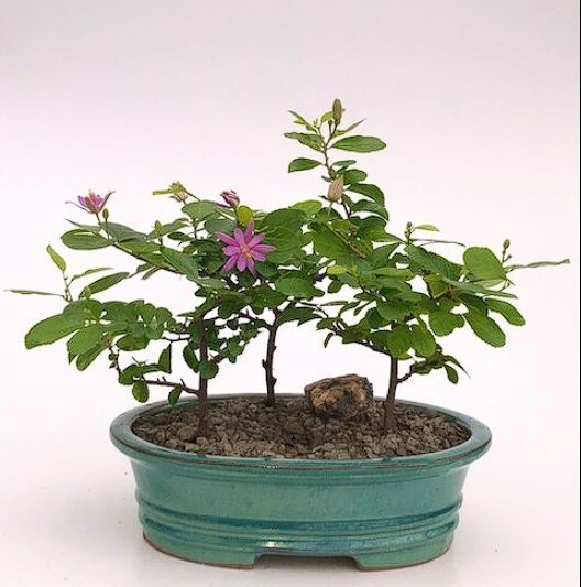 3 Trees Lavender Star Flower Bonsai Live Grewia Occidentalis Flowering 7'' Tall