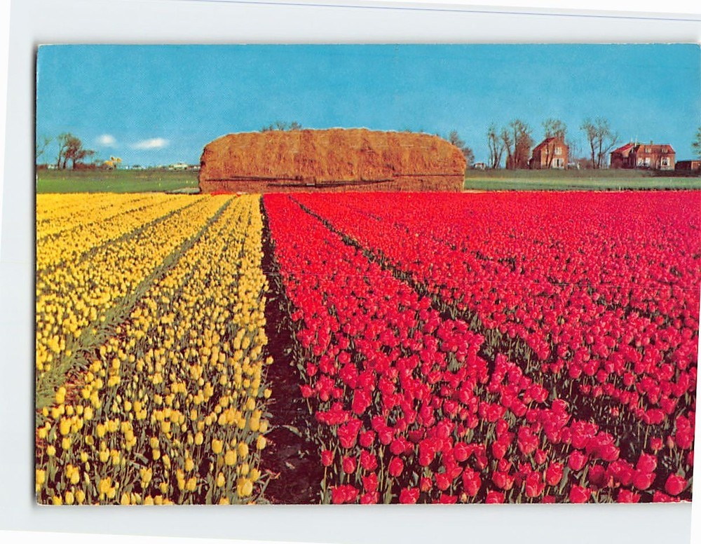 Postcard Tulip Fields Holland Netherlands