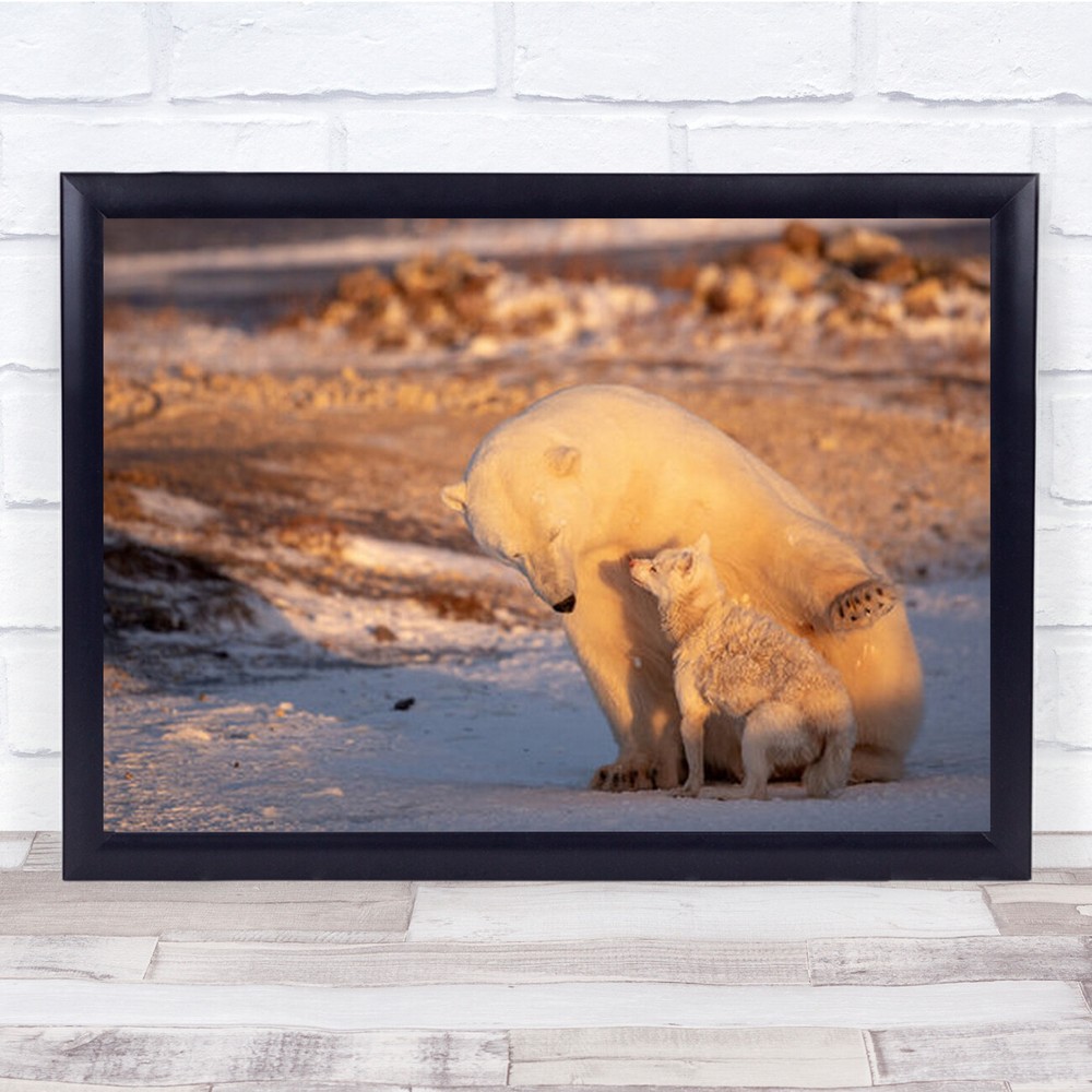 Dancing With The Bear Dog Polar Animal Animals Husky Winter Wall Art Print