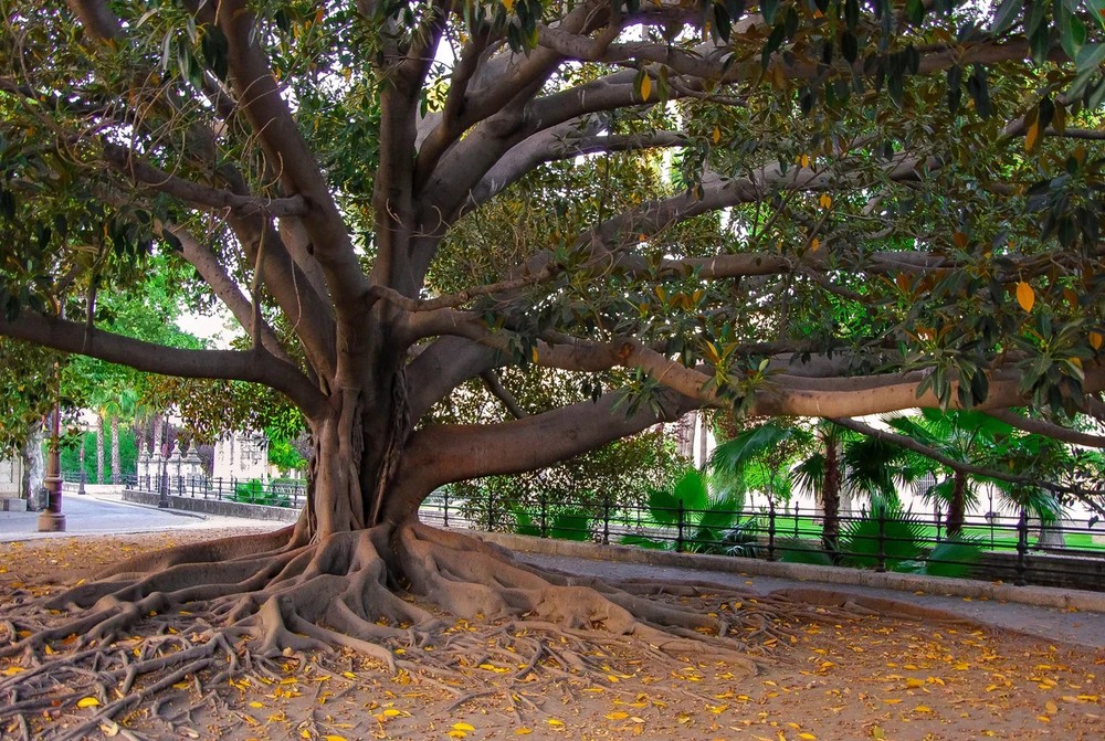 200+ Ficus benghalensis Seeds Indian Banyan Fig Tree Rare Bonsai