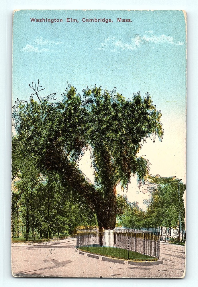 Historical Landmark Washington Elm Cambridge Massachusetts Vintage Postcard E2